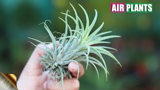 MEET AIR PLANTS WHICH SURVIVE ON AIR NOT SOIL | TILLANDSIA CARE TIPS