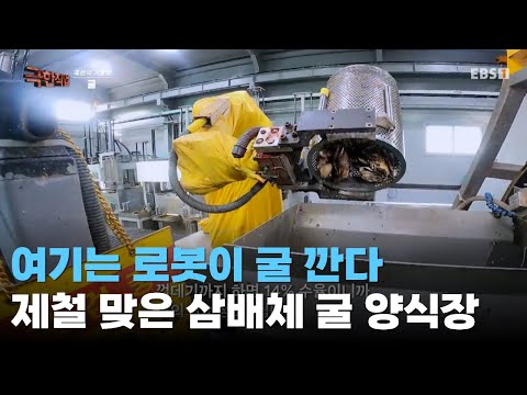 새벽부터 혹한의 굴 양식장ㅣ로봇까지 투입된 겨울 굴 전쟁