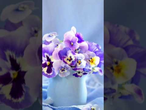 ♥️♥️♥️♥️♥️♥️♥️♥️