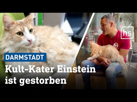 Er hatte 11.000 Facebook-Fans: Darmstadt trauert um Stadtkater Einstein | hessenschau