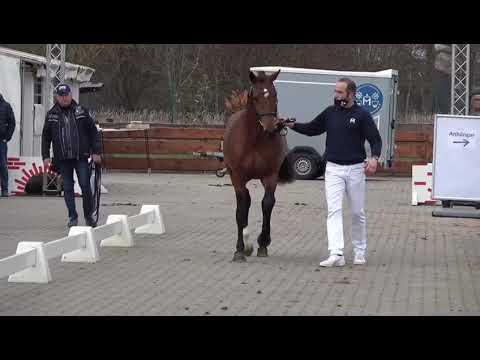 2-jähriger gekörter Hengst v. Comme le père-Quidamo