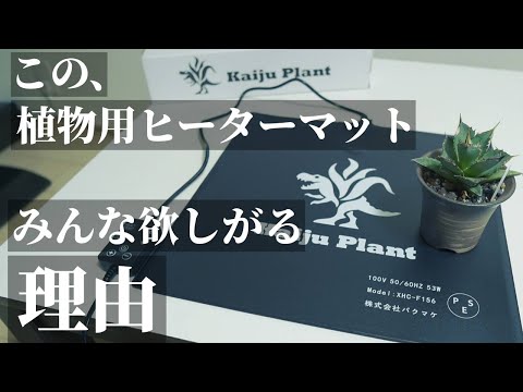 園芸 オーブリエート