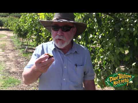 Jujubes For the Home Garden