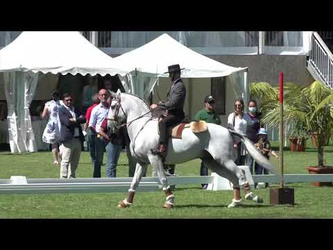 Tiago Alves - Working Equitation Speed test one handed