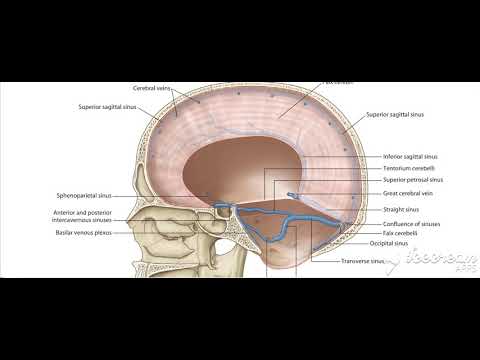 Dural venous sinuses 8