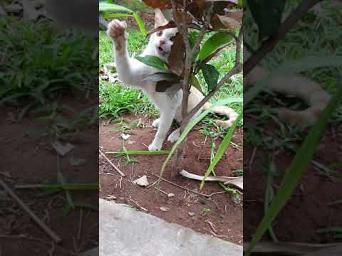 Funny cat