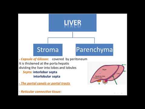 13 liver part 1: Histological structure of liver