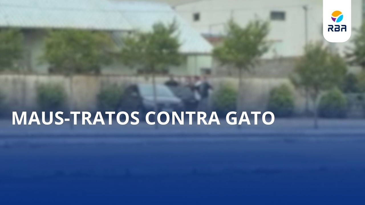 Maus-tratos contra gato. Unidavi apura caso atribuído a universitários