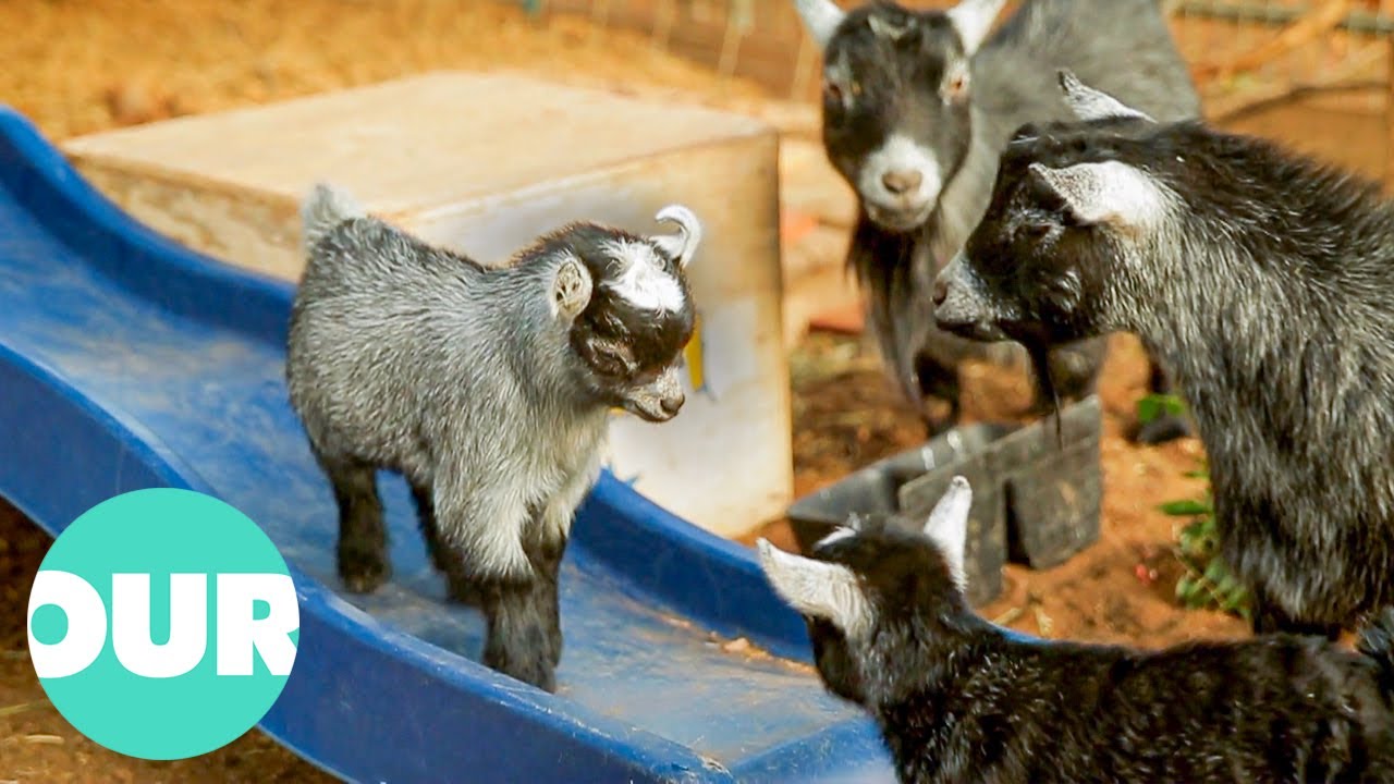Heartwarming Moments with Baby Farm Animals