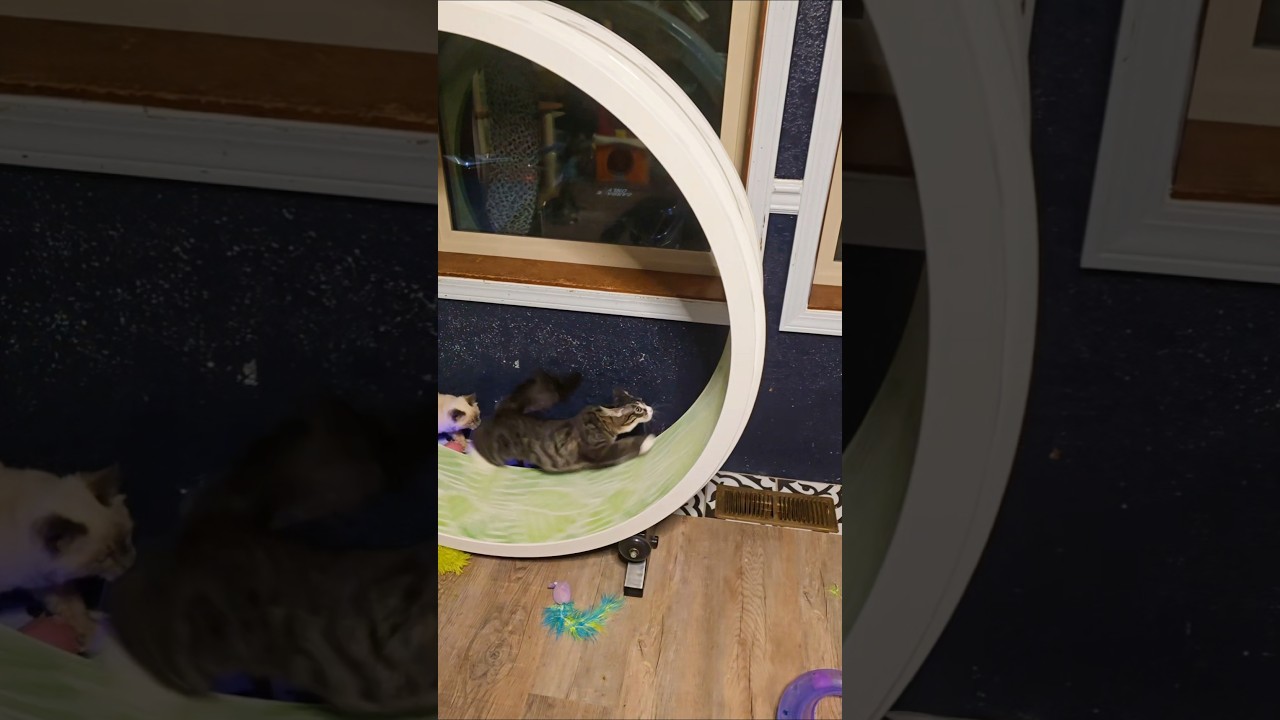Enlarge Catnip Cathy, an adoptable Tabby in Lacey, WA video 5/5