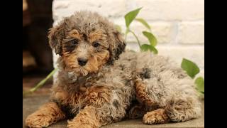 Video preview image #1 Bernedoodle (Miniature) Puppy For Sale in NARVON, PA, USA