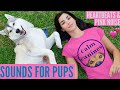 Dog Heartbeat Sound With Pink Noise Background Help Your Puppy Sleep