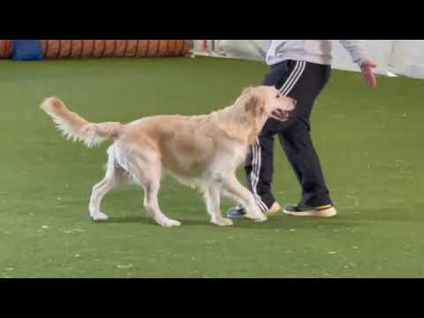 Prova Nazionale dog dancing ENCI Matilde Pucci con Nora
