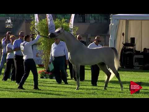 N.48 ALEXANDER PC - 2017 Italian Nationals - 2 Years Old Colts (Class 5)