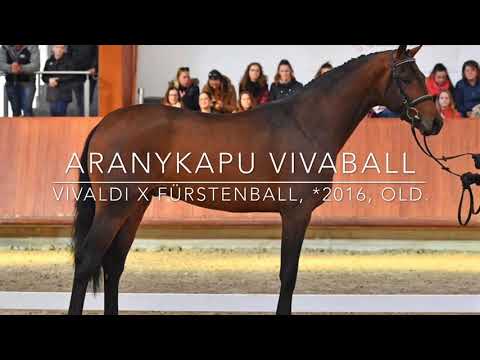 Aranykapu Vivaball - Vivaldi x Fürstenball, *2016, oldenburg stallion