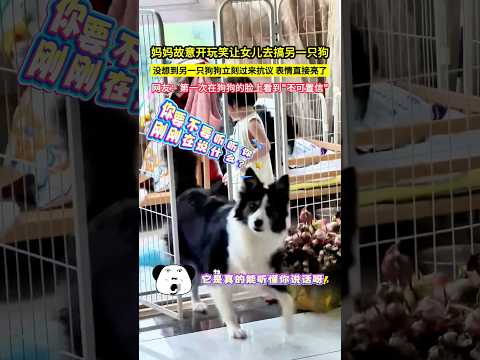 媽媽故意開玩笑讓女兒去搞另一隻狗狗,沒想到另一隻狗狗立刻過來抗議,表情直接亮了,網友：第一次在狗狗的臉上看到
