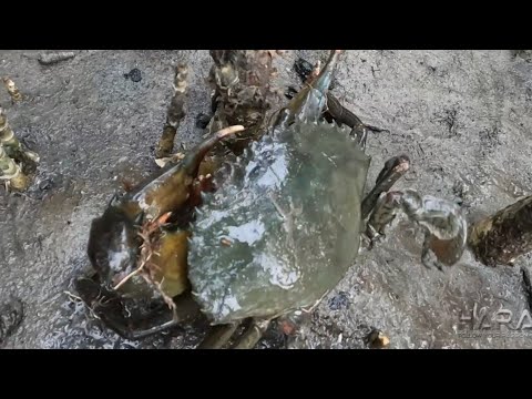 EP755-P1 - Kinilaw na Talaba, Alimango at Dakomo | Occ. Mindoro