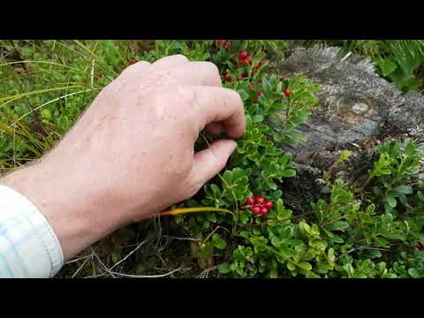 Brūklene (Vaccinium vitis idaea)