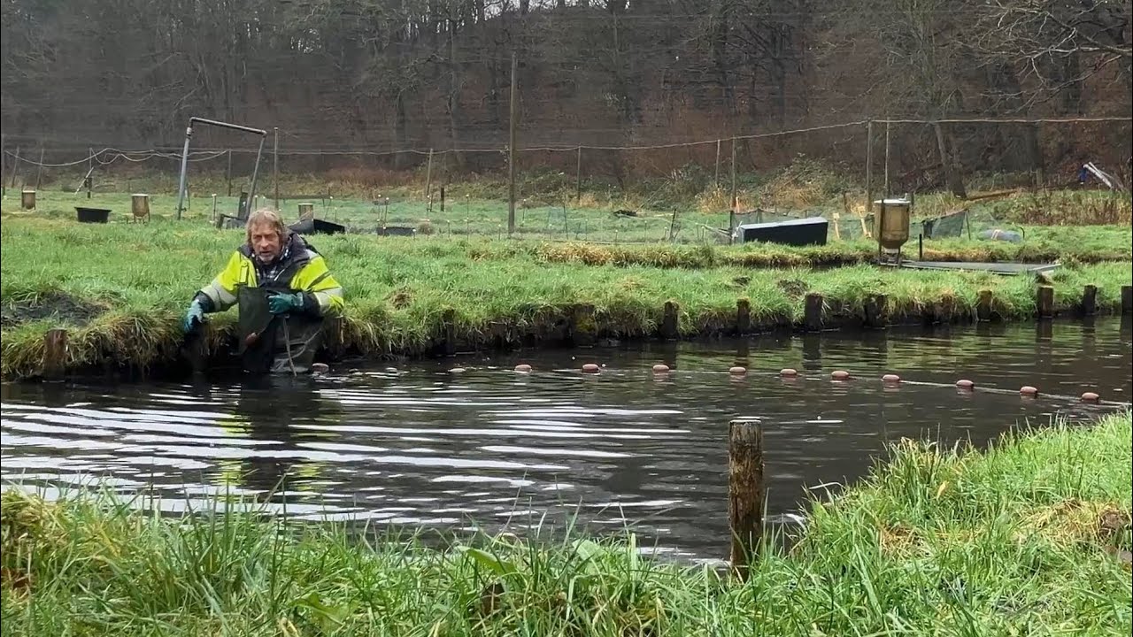 2./12. '24 På dambruget / Auf der Forellenanlage / On the trout farm