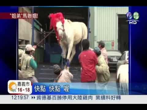 動物園有喜! 白馬.棕馬結連禮