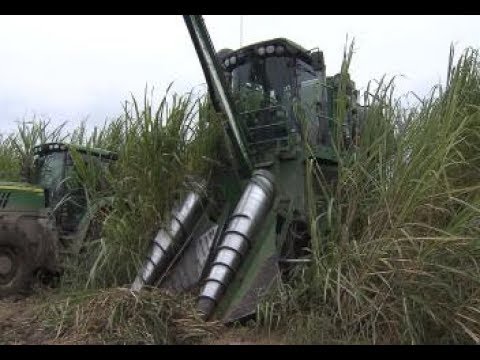 Sugarcane harvest successful but battling muddy conditions