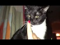 Tuxedo Cat Takes A Bite Out Of Mom