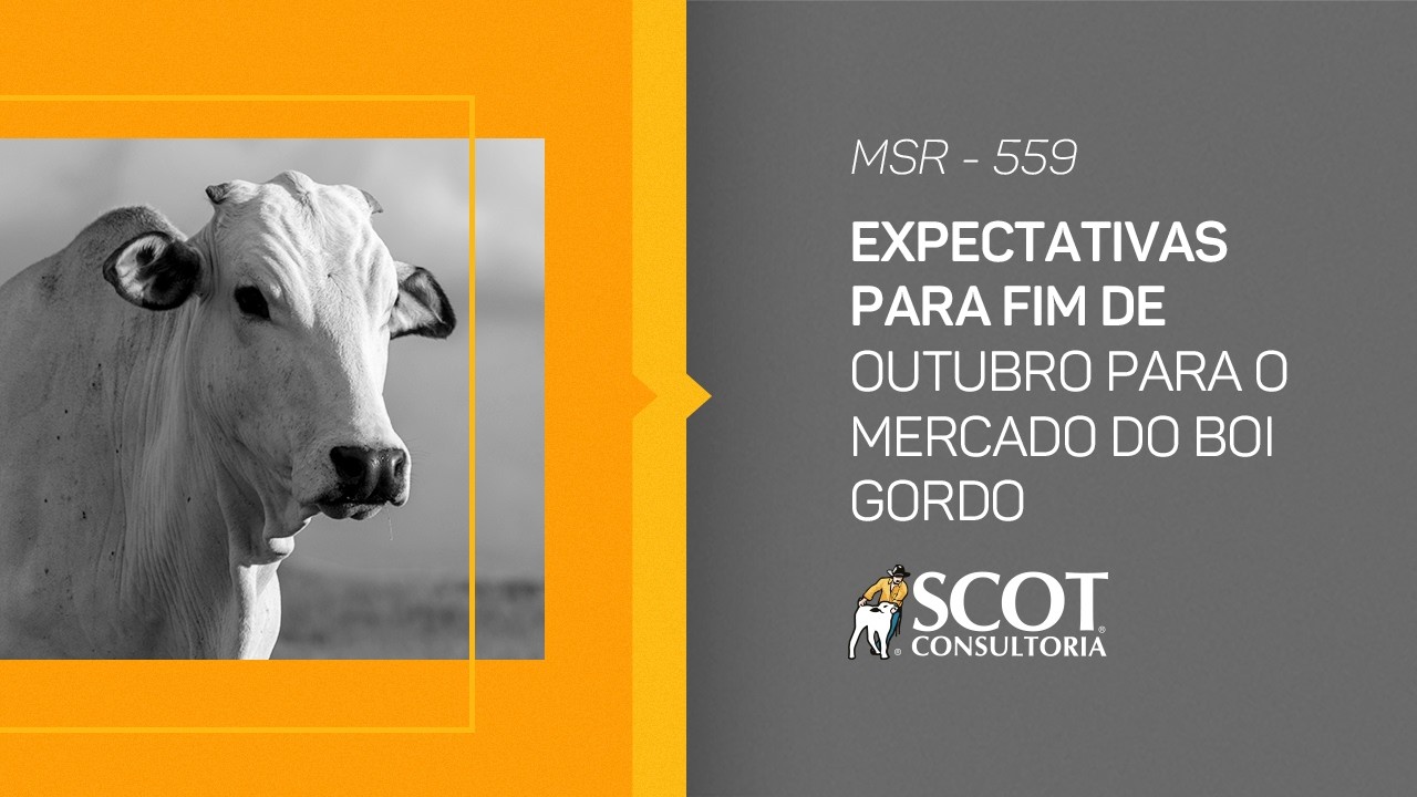 Mercado Sem Rodeios - Episódio 559 - Expectativas para fim de outubro para o mercado do boi gordo