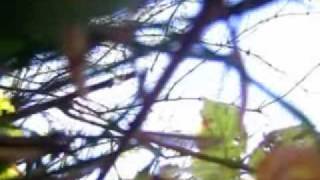 Video Just & moongaze