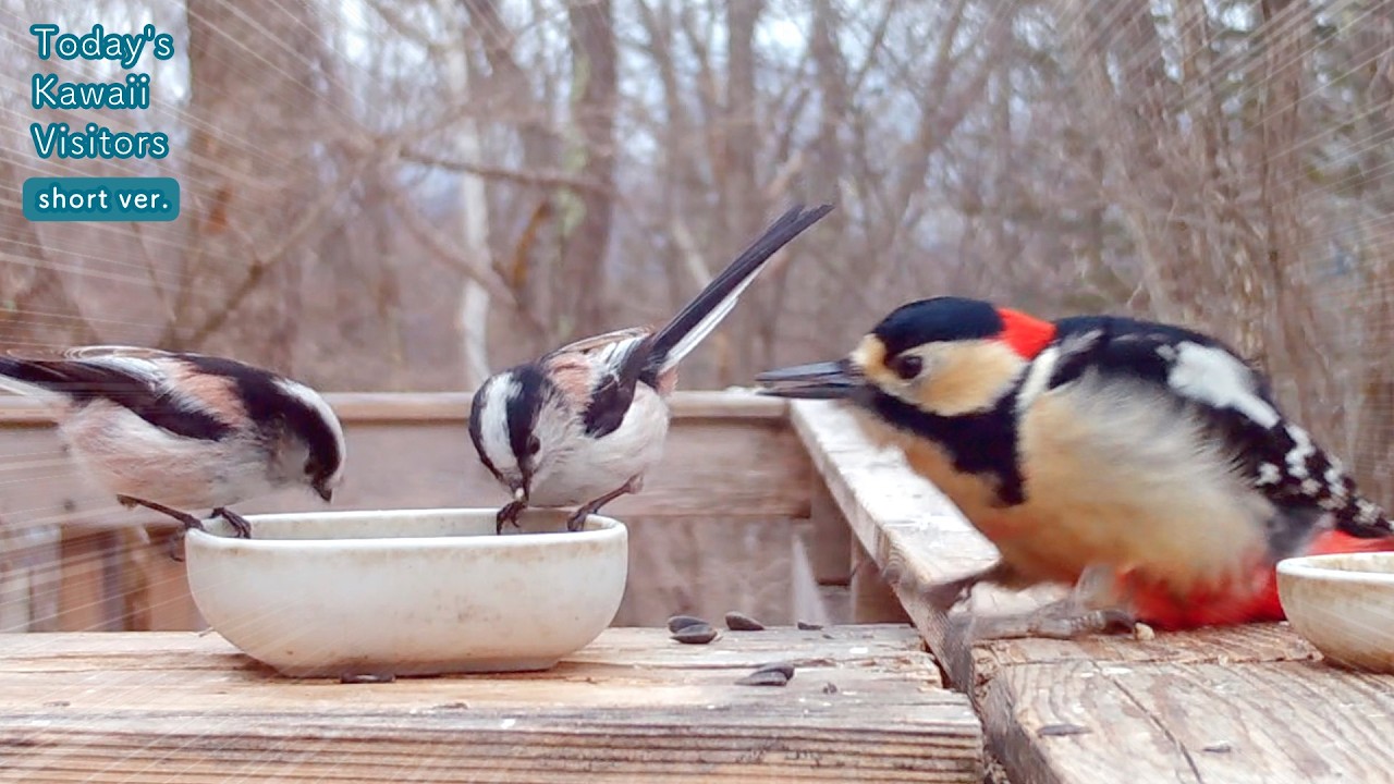 これは痛い・・エナガ、アカゲラにおなかの羽をむしられる！！