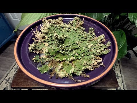 Rose of Jericho Timelapse