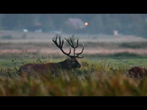 Rykowisko jeleni 2021 Najlepsze momenty