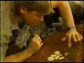 The Crocodile Hunter The Pilot 1992