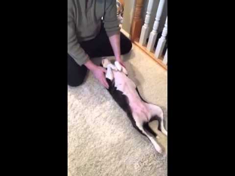 Doggie massage