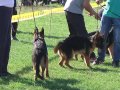 VI specijalizovana izložba za nemačke ovčare 