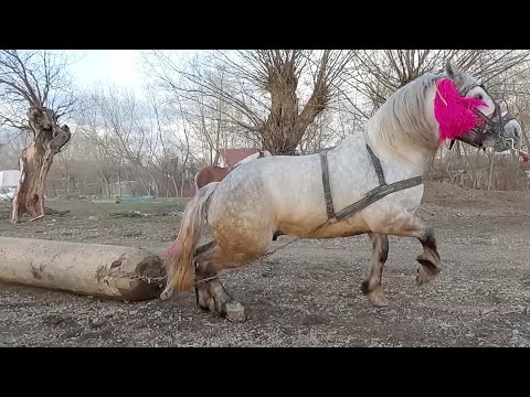 Cai probe de tracțiune cu calul lui Vlad Costel de la Satu Mare-Suceava 2023