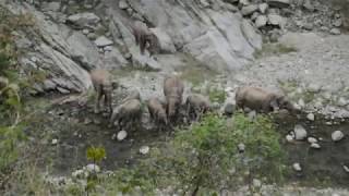 preview picture of video 'a herd of elephants seen near durga devi mandir kotdwara'