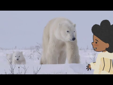 L'IMAGIER DE KOUMI -Episode intégral L'ours polaire (ton dessin animé sur Piwi+)
