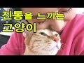 Cat Loves Vibration Waveya