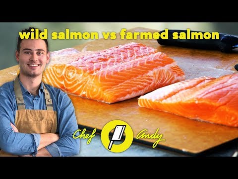 Wild Salmon vs Farmed Salmon // Chef Andy