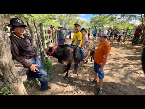 FEIRA DE GADO EM ALTINHO-PE DIA 07/03/2026#nordeste 
