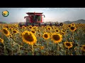 How Farmers Harvest Sunflower Seeds And The Sunflower Oil Processing Journey Farming Documentary