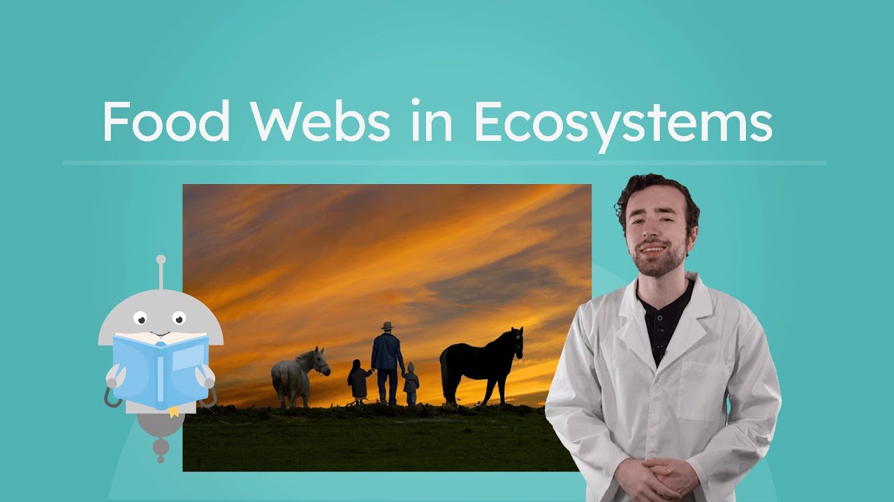 Food Webs in Ecosystems - Energy Flow and Ecosystem Connections