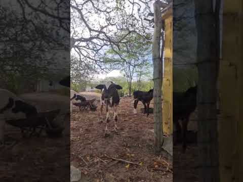 chácara do tigrao do tambor vertente do lerio