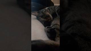 お戯れ #shorts #猫のいる暮らし #ねこライフ #cat #猫のいる風景  #catshorts