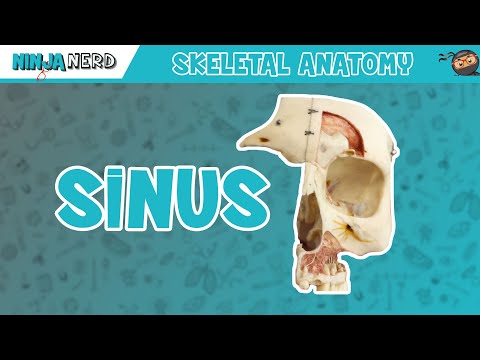 Sinus Skull Anatomy