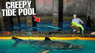 Finding STRANGE SEA CREATURES In CREEPY TIDE POOL At NIGHT!
