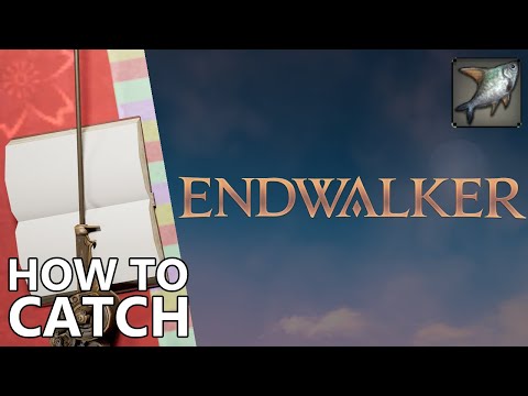 How to catch Ponderer (and where to find | Leve Fish) in FFXIV