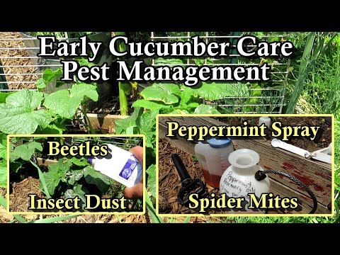 How to Grow Cucumbers - Insect Dust  & Peppermint Oil Spray Mix: Spider Mites & Cucumber Beetles