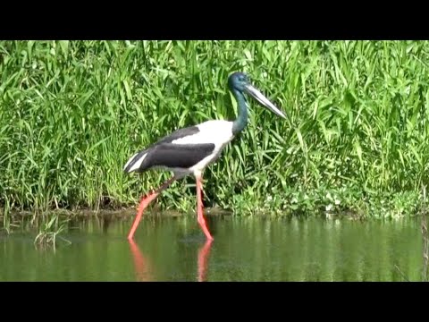 Australian Birds BIRDING NORTHERN TERRITORY Darwin Top End PART 2 by Alana and Greg Dare