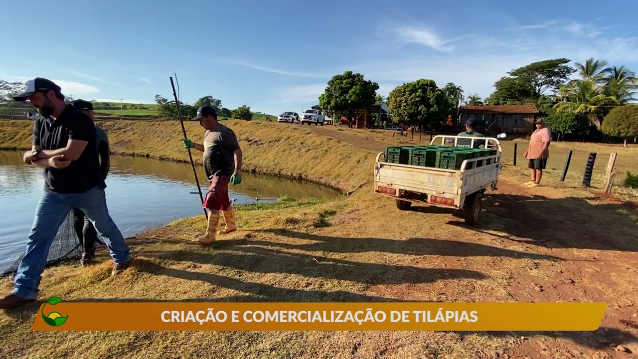 Criação de tilápias